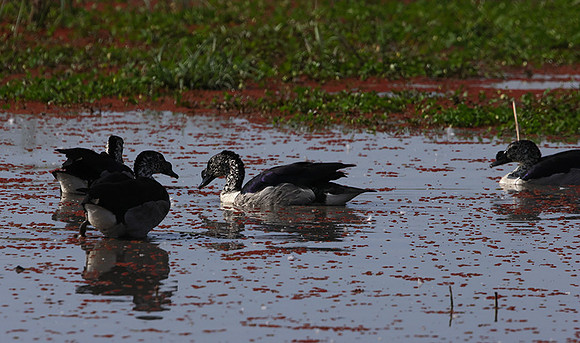 Knob-billed duck - Mokete