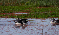 Knob-billed duck - Mokete