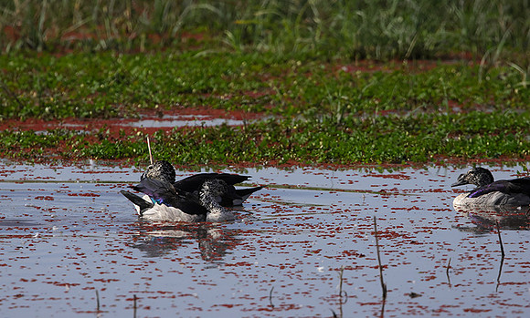 Knob-billed duck - Mokete