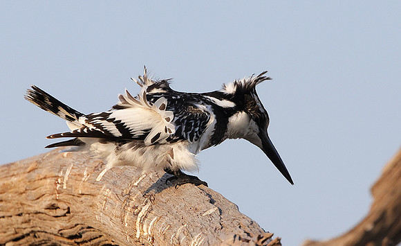 Pied kingfisher - Machaba