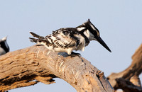 Pied kingfisher - Machaba