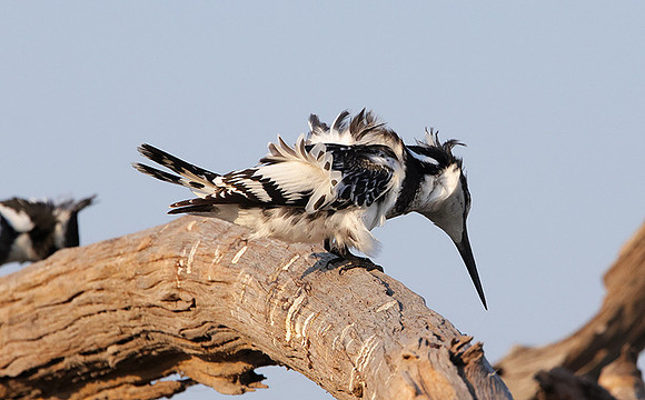 Pied kingfisher - Machaba