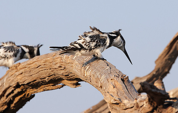 Pied kingfisher - Machaba
