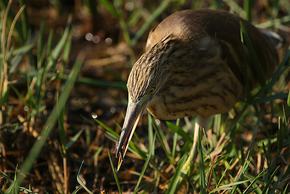 Squacco heron - Machaba