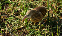 Squacco heron - Machaba