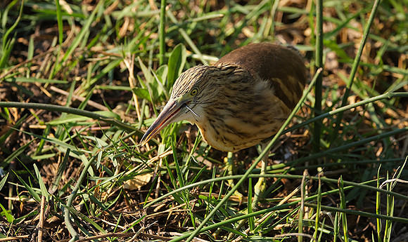 Squacco heron - Machaba