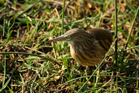Squacco heron - Machaba