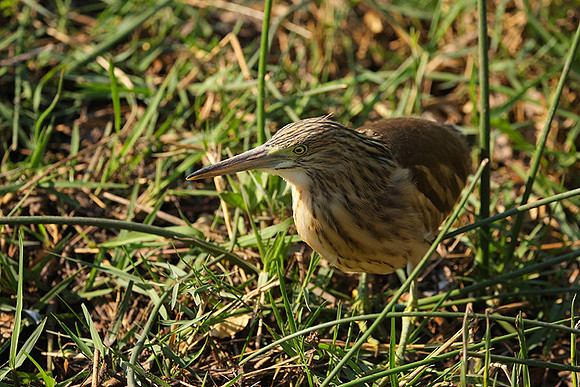 Squacco heron - Machaba