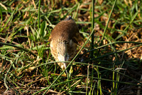 Squacco heron - Machaba