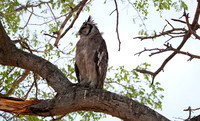 Verreaux's eagle owl - Mokete