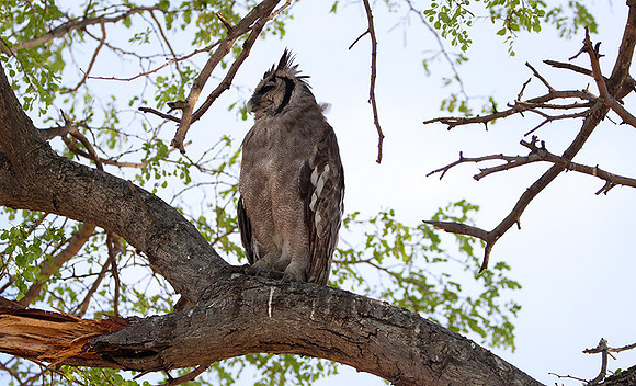 Verreaux's eagle owl - Mokete