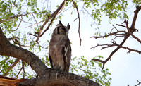 Owls