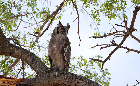 Verreaux's eagle owl - Mokete