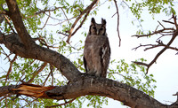 Verreaux's eagle owl - Mokete