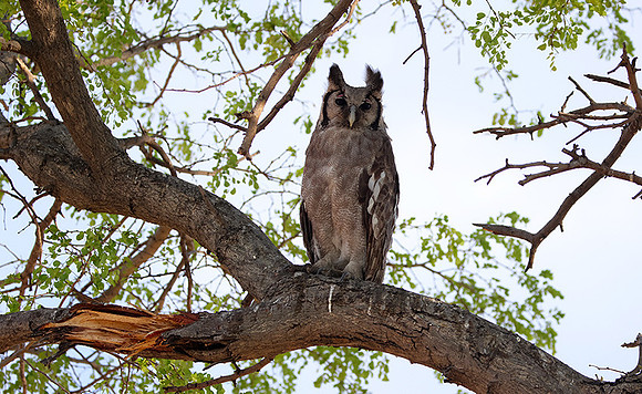 Verreaux's eagle owl - Mokete