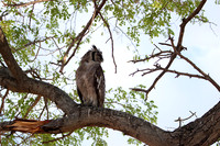 Verreaux's eagle owl - Mokete