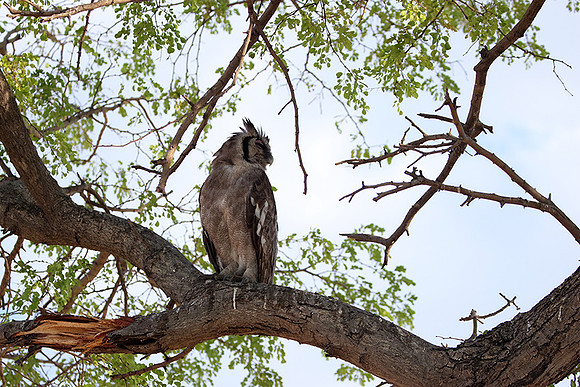 Verreaux's eagle owl - Mokete