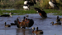 Ducks