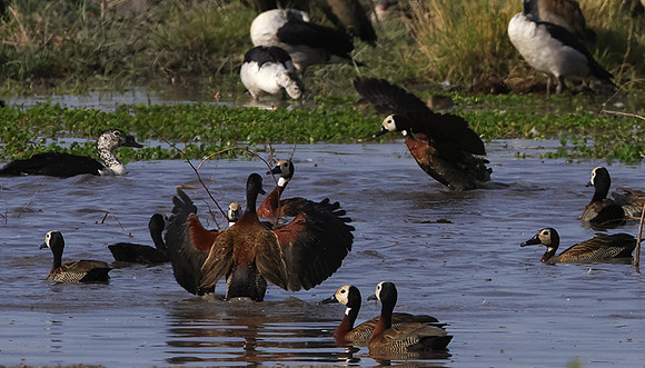 Whiite faced whistling duck - Mokete