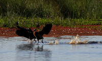Whiite faced whistling duck - Mokete