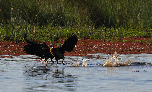Whiite faced whistling duck - Mokete