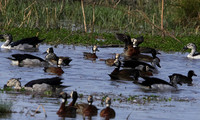 Whiite faced whistling duck - Mokete