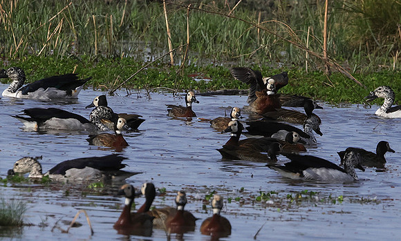 Whiite faced whistling duck - Mokete