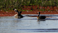 Whiite faced whistling duck - Mokete