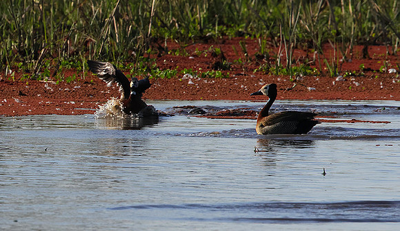 Whiite faced whistling duck - Mokete