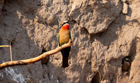 White-fronted bee-eater - Chobe