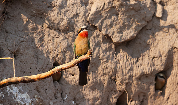 White-fronted bee-eater - Chobe