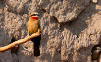 Bee-eaters