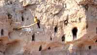 White-fronted bee-eater - Chobe