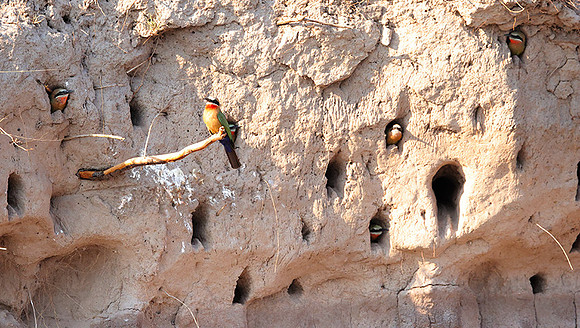 White-fronted bee-eater - Chobe