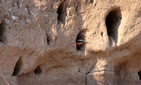 White-fronted bee-eater - Chobe