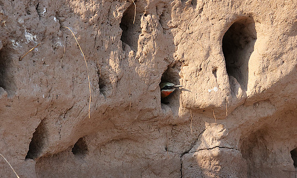 White-fronted bee-eater - Chobe