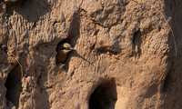 White-fronted bee-eater - Chobe