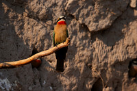 White-fronted bee-eater - Chobe