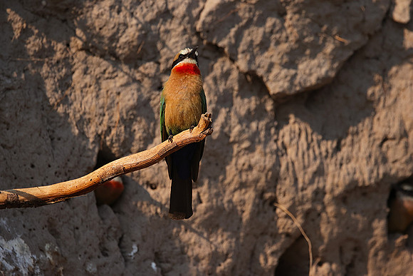 White-fronted bee-eater - Chobe