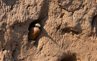 White-fronted bee-eater - Chobe