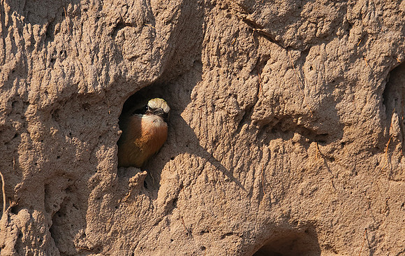 White-fronted bee-eater - Chobe