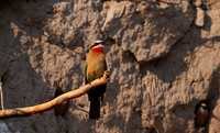 White-fronted bee-eater - Chobe