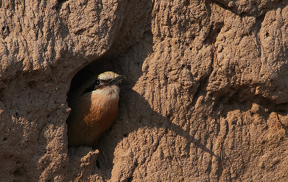 White-fronted bee-eater - Chobe
