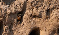 White-fronted bee-eater - Chobe