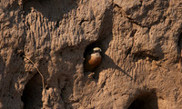 White-fronted bee-eater - Chobe