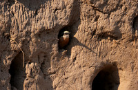 White-fronted bee-eater - Chobe