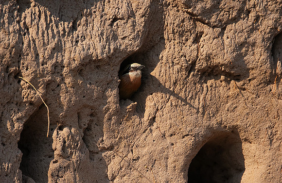 White-fronted bee-eater - Chobe