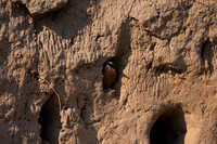 White-fronted bee-eater - Chobe