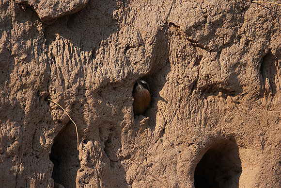 White-fronted bee-eater - Chobe