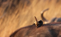 Yellow-billed oxpecker - Machaba